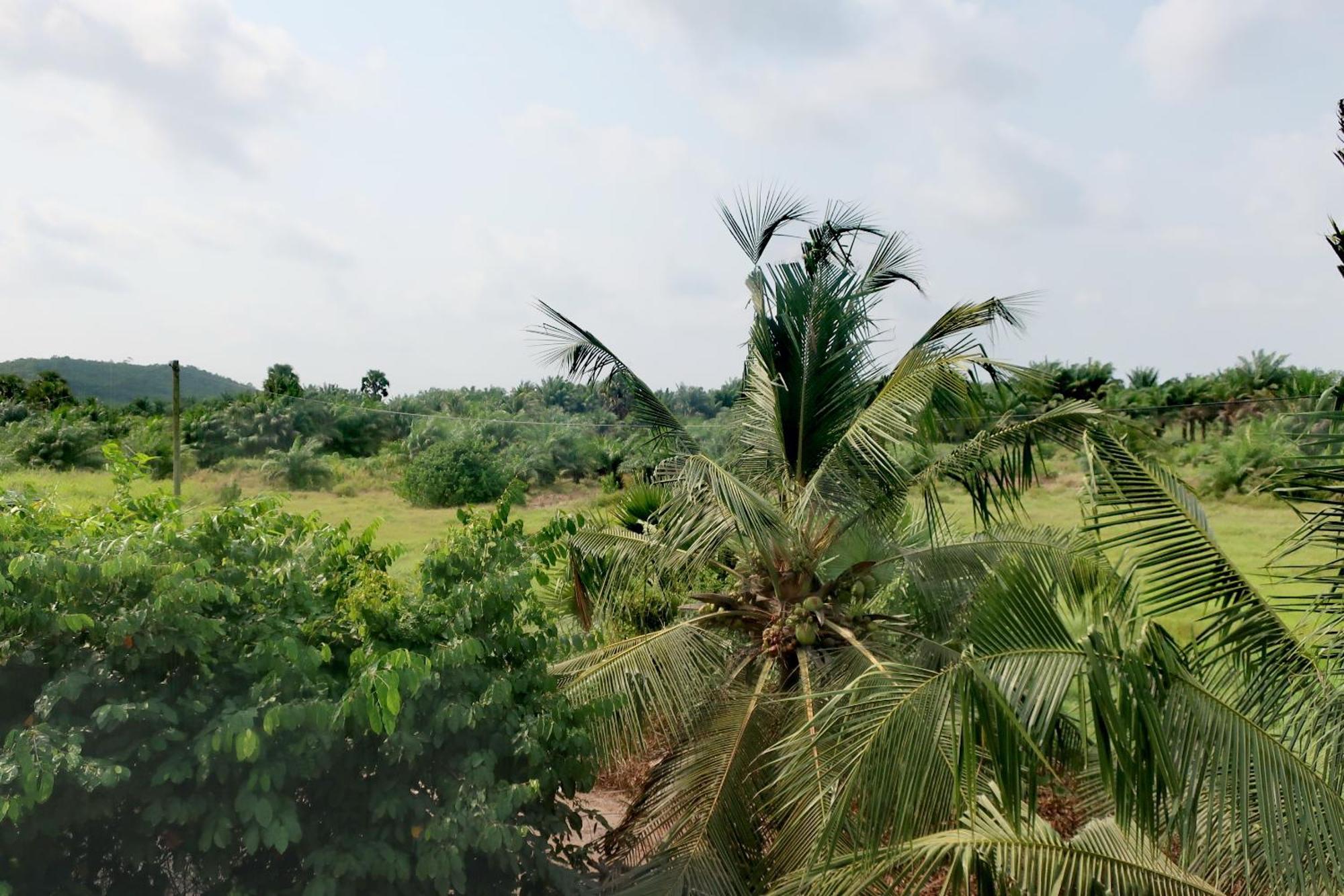 Afro Beach Eco Resort Butre Rum bild
